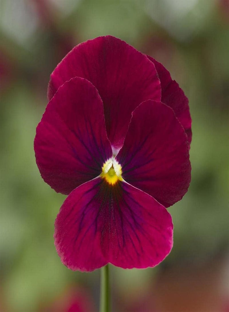 جي جوت 100 قطعة من بذور البانسيز المختلطة سهلة الزراعة، زهور الربيع المبكرة الشهيرة بألوان زاهية وفترة ازدهار طويلة مناسبة لترتيب أكواب الزهور أو لحافة الحديقة - Image 5