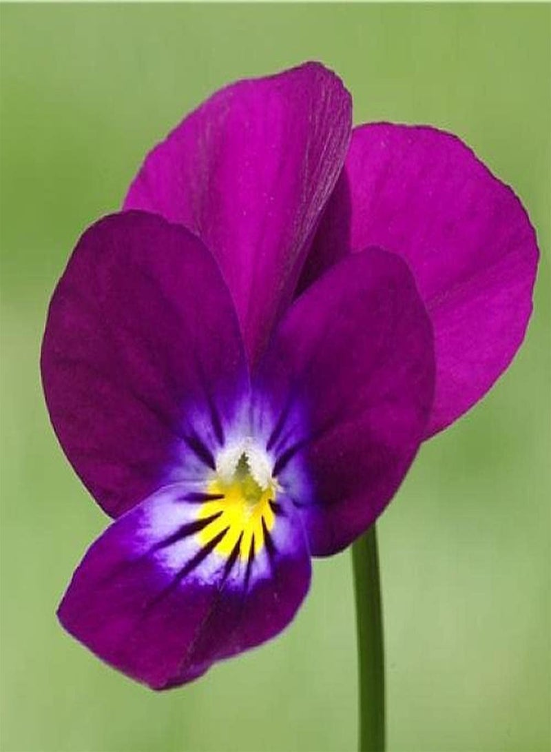 جي جوت 100 قطعة من بذور البانسيز المختلطة سهلة الزراعة، زهور الربيع المبكرة الشهيرة بألوان زاهية وفترة ازدهار طويلة مناسبة لترتيب أكواب الزهور أو لحافة الحديقة - Image 2