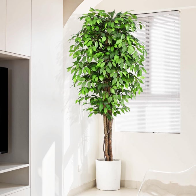 7FT LARGE FICUS ARTIFICIAL TREES WITH NATURAL CURVED TRUNKS 84 TALL LUSH FAUX TREE FOR HOME DECOR INDOOR GREEN LIFELIKE FAKE FICUS TREE ARTIFICIAL PLANTS IN POT