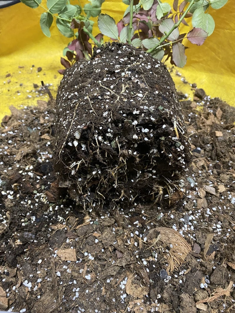 Voulosimi 10Qt Organic Perlite Horticultural Soil Amendment For Plants And Enhanced Drainage Enhanced - Image 5
