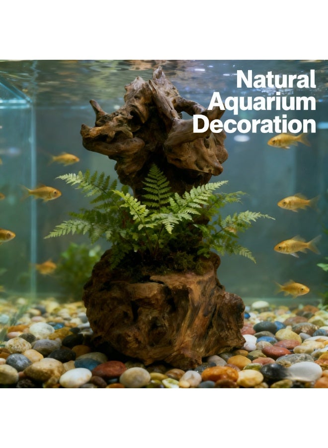 Natural Driftwood Root Sculpture 60 cm Handmade Wood Carving Décor for Tea Table, Aquarium Decoration, Indoor & Outdoor Display, Home & Office Decoration UAE - Image 4