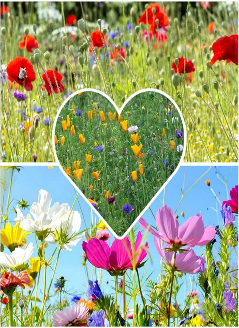 GGOOT Wildflowers, Large Mixture of Beautiful Flowers by Heavy Torch, 50 Seeds 
