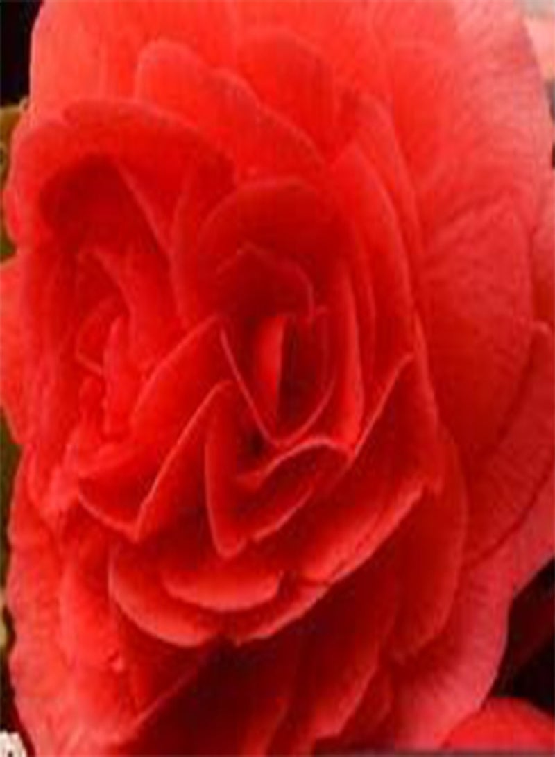 Begonia Tuberous Double RED Begonia Tuberosa - 200 Bulk (PKD) Seeds