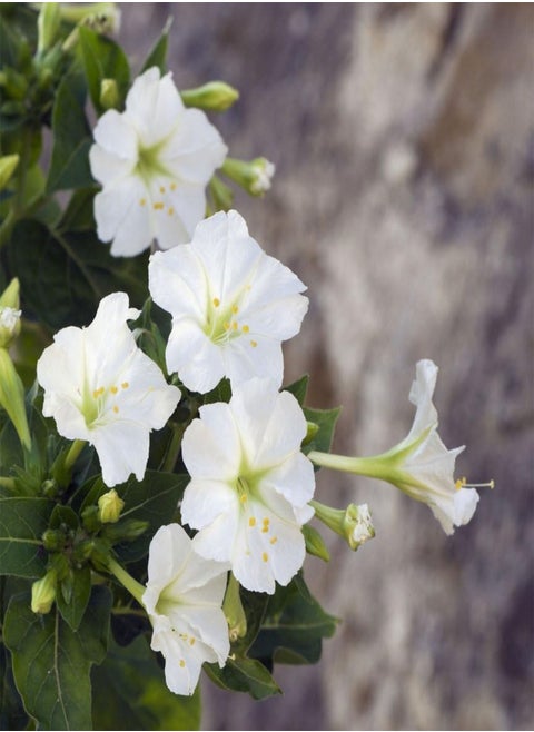 Annual Flowers, Mirabilis Jalapa Tea Time Mixed FA MIR 01. 25 Seeds Minimum per Packet.