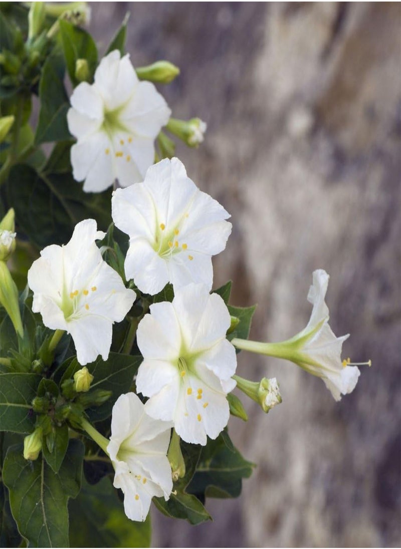Annual Flowers, Mirabilis Jalapa Tea Time Mixed FA MIR 01. 25 Seeds Minimum per Packet.