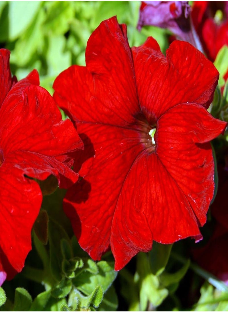 Annual Flowers, Mirabilis Jalapa Tea Time Mixed FA MIR 01. 25 Seeds Minimum per Packet.