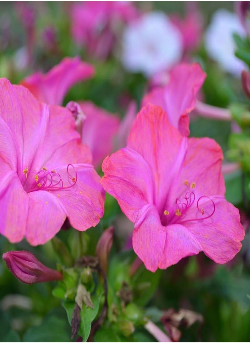 Annual Flowers, Mirabilis Jalapa Tea Time Mixed FA MIR 01. 25 Seeds Minimum per Packet.
