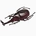 Hosfairy 6Pcs Fake Beetle Halloween Beetle Model Halloween Entomological Bugs Model for Halloween Christmas Birthday April Fools Day Party - Image 4