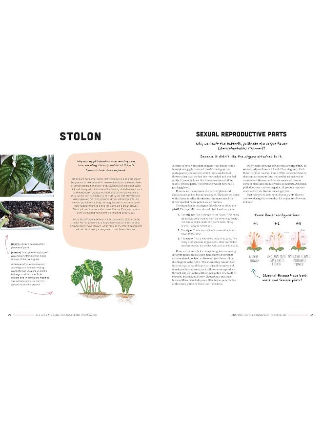 The Ultimate Guide to Houseplant Propagation : Step-by-Step Techniques for Making More Houseplants . . . for Free! - Image 3