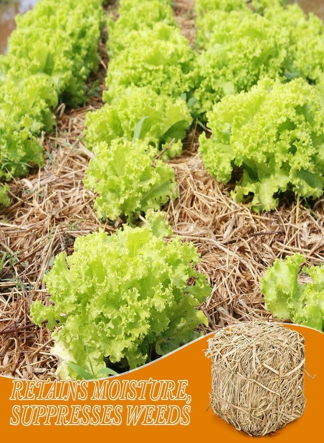 لينجبا بالة قش لينغبا الطبيعية لمأوى القطط - 8 بوصات × 8 بوصات × 8 بوصات، فراش قش ناعم وجاف للقطط والقطط البرية والحيوانات الصغيرة | بالة قش مزخرفة للاستخدام الخارجي، ديكور المزرعة، قش الحديقة وفراش الحيوانات الأليفة (2) - Image 4