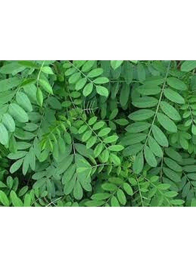 DIETS ORGANICS AVURI Powder 100 Gms (2) | Indigo Powder for black Hair-100Gms PACK OF 2 - Image 3