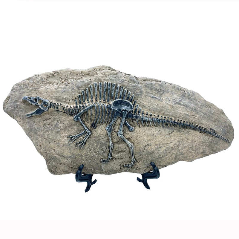 XINDAM Resin Spinosaurus Dinosaur Fossil Statue Model Simulated Skeleton Home Office Display Decorative Craft Box Decoration (Style 8) - Image 3