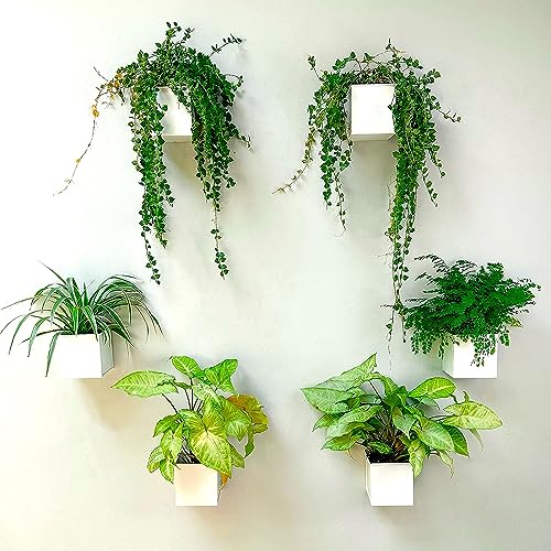 Lavish Craft Wall Planter 6-Pack 4 Inch Square Metal Wall Planters for Indoor and Outdoor Plants, Small White Hanging Flower Pots for Balcony, Herb Garden Decor, Patio, and Porch Railings (White) - Image 1
