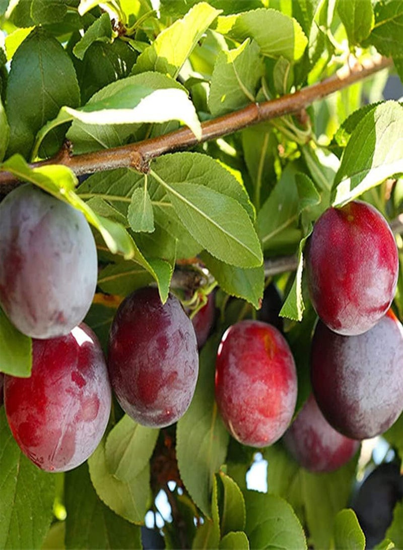 جي جوت 5 قطع من بذور البرقوق ذات رائحة فاكهية ولون غني، فاكهة أساسية لاستقبال الضيوف، سهلة الزراعة، قدرة قوية على التكيف، محبوبة من قبل الناس - Image 1