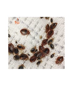 KNP 70% WP Bed Bugs Powder 3x100g  - Image 1