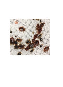 KNP 70% WP Bed Bugs Powder 3x100g  - Image 3