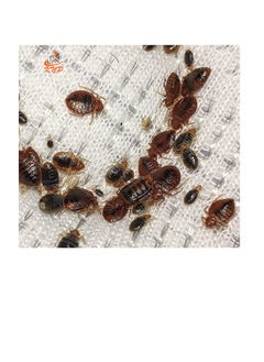 KNP 70% WP Bed Bugs Powder 3x100g  - Image 2