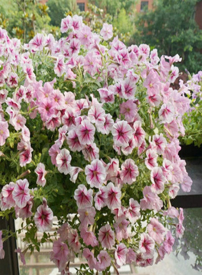 GGOOT Garden Flowers Seed Collection Grow,Dangling petunia species-With basin_50 icy powder,Ornamental Flowers Seeds