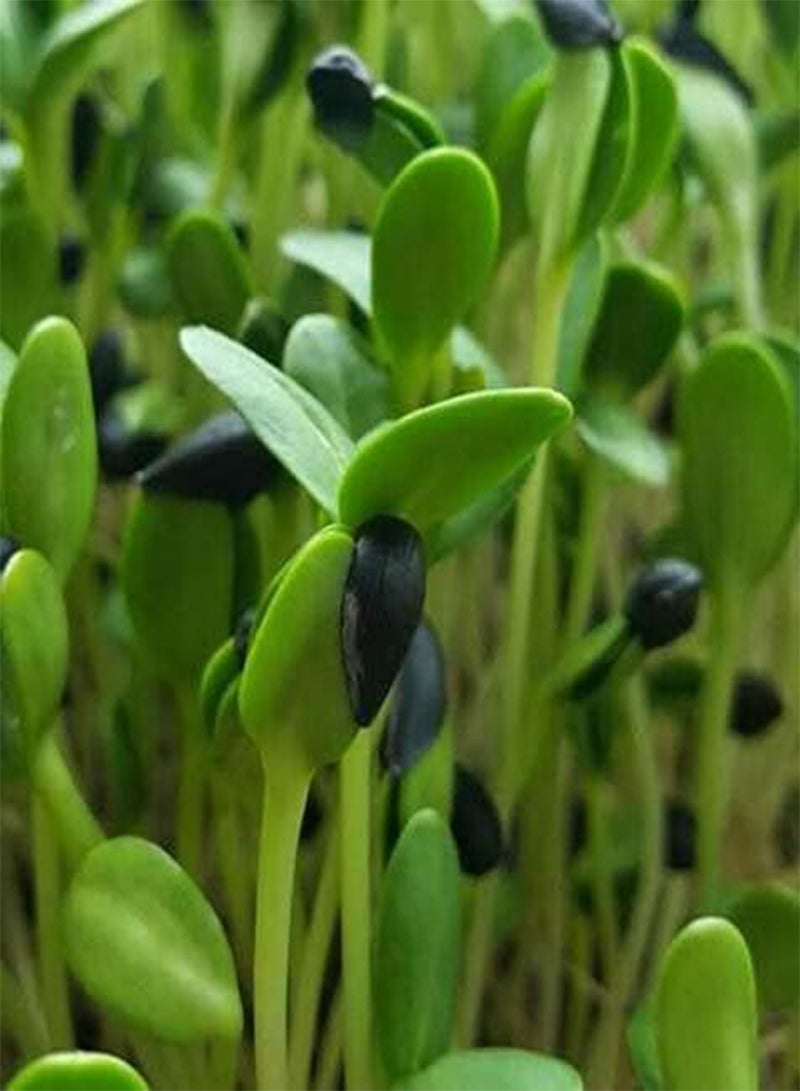 GGOOT Sunflower Microgreens Seeds Micro Sunflower Sprouting Black Oil x 200 Seeds - Image 1