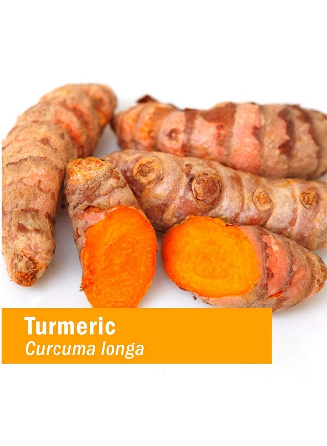 HERB PHARM Certified Organic Turmeric Root Extract For Musculoskeletal System Support 1 Ounce Dturm01 - Image 3
