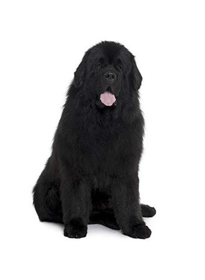 حزام صدر مبطن قابل للتعديل للكلاب مقاس 0.75 بوصة مع مقود لجميع سلالات الكلاب والجراء (أحمر) - متوسط - Image 2