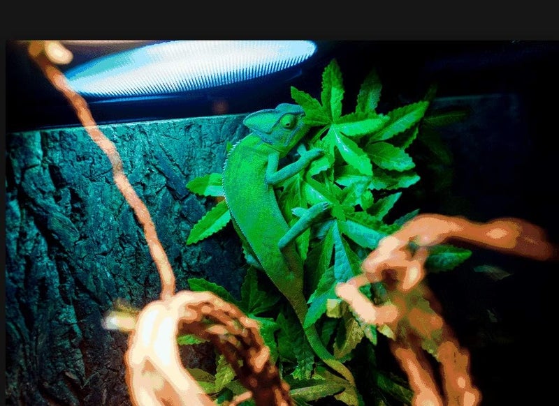 FiveBull 2 Pack Reptile Silk Plants with Suction Cups - Realistic Climbing Vines & Grass Leaves for Terrarium Decor, Amphibian Habitat Tank Accessories (Durable & Easy to Install) - Image 2