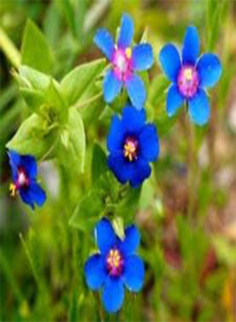 GGOOT Pimpernel Blue Anagallis Monelli - 1,00 Bulk (PKD) Seeds