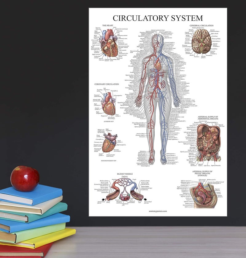Palace Learning 2 Pack - Circulatory System & Heart Anatomy Posters - Set of 2 Anatomical Charts - Laminated 18" x 24" - Image 5