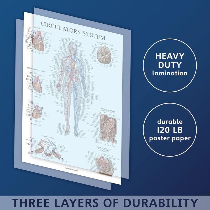 Palace Learning 2 Pack - Circulatory System & Heart Anatomy Posters - Set of 2 Anatomical Charts - Laminated 18" x 24" - Image 3