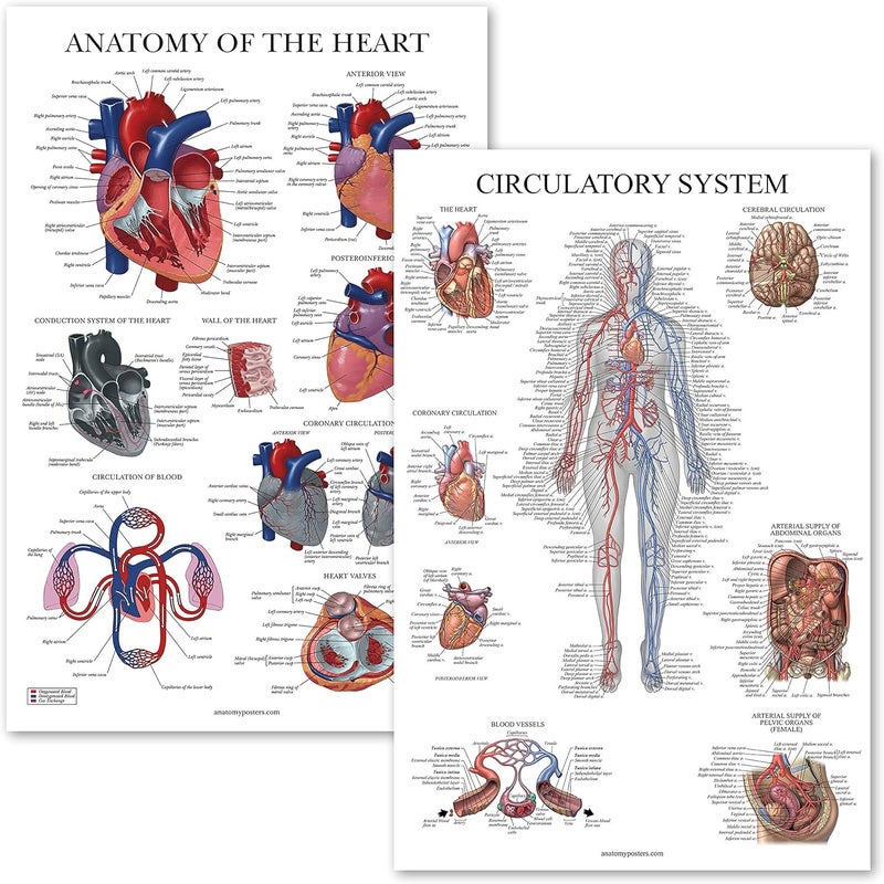 Palace Learning 2 Pack - Circulatory System & Heart Anatomy Posters - Set of 2 Anatomical Charts - Laminated 18" x 24" - Image 1