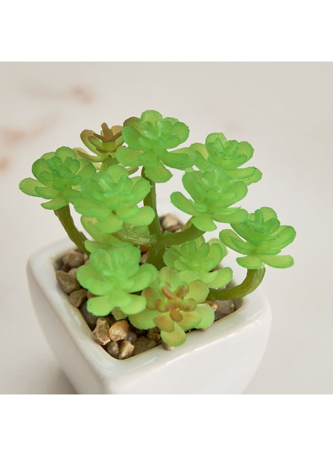 Home Box Tant Ceramic Potted Succulent - 7x7x8.5 cm  - Image 3