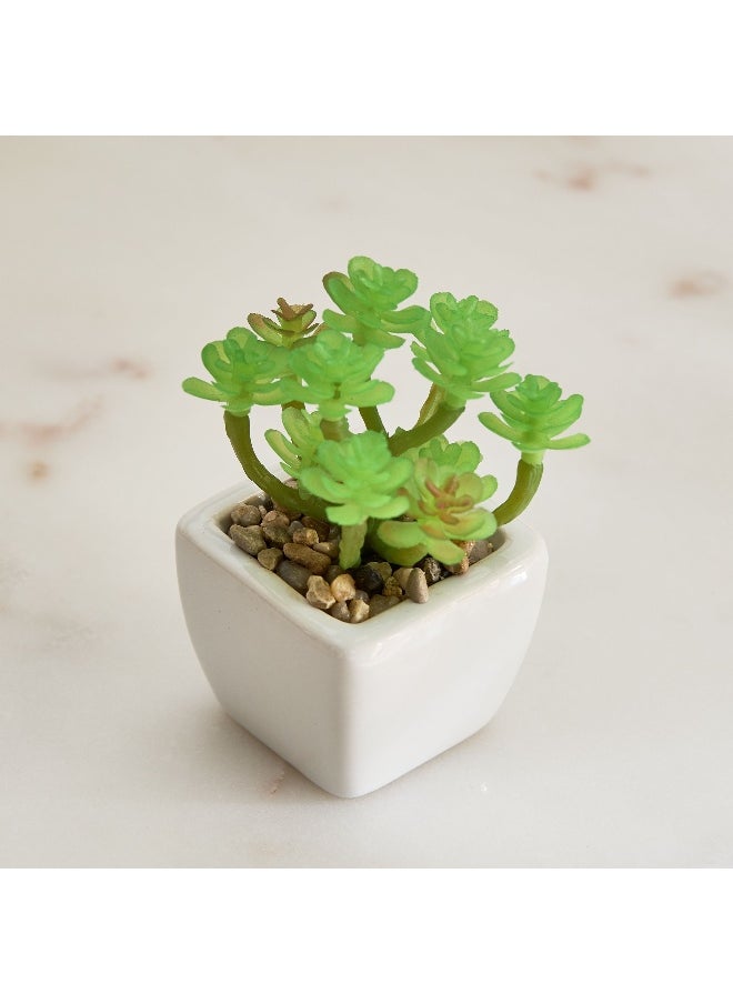 Home Box Tant Ceramic Potted Succulent - 7x7x8.5 cm  - Image 2