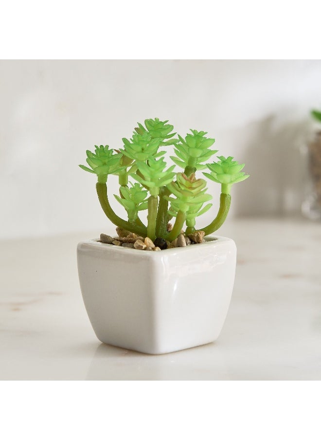 Home Box Tant Ceramic Potted Succulent - 7x7x8.5 cm  - Image 1