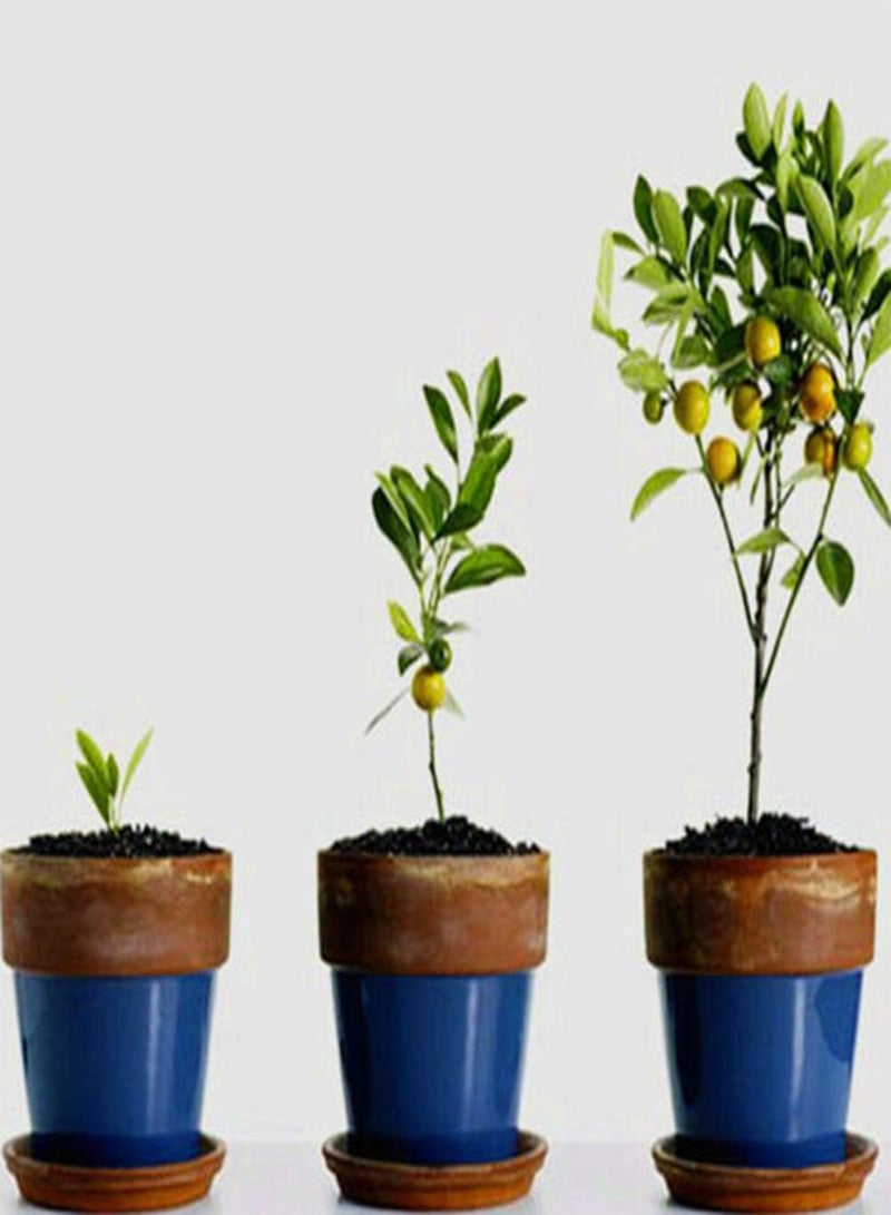 جي جوت بذور 30 قطعة من بذور أشجار الحمضيات اللذيذة الصالحة للأكل، بذور أشجار الحمضيات بونساي، بذور البرتقال - Image 3