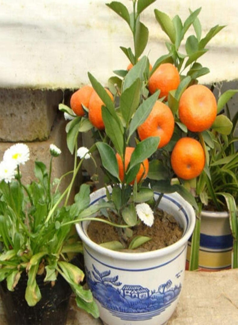 جي جوت بذور 30 قطعة من بذور أشجار الحمضيات اللذيذة الصالحة للأكل، بذور أشجار الحمضيات بونساي، بذور البرتقال - Image 4