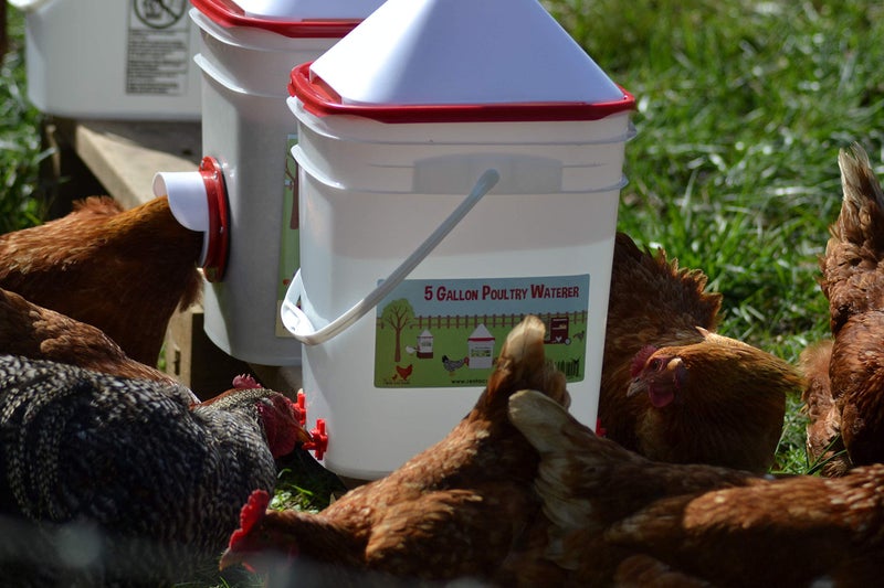 RentACoop 5 Gallon Chicken BPA-Free Plastic Bucket Waterer Set with 4 Horizontal Nipples - Corner Placement - Image 4