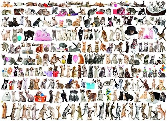 eurographics The World of Cats - Image 1