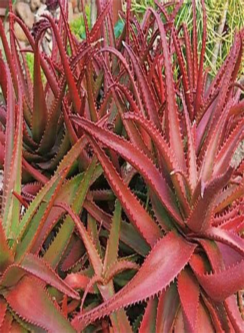 GGOOT 20 Red Aloe Vera Plant Seeds