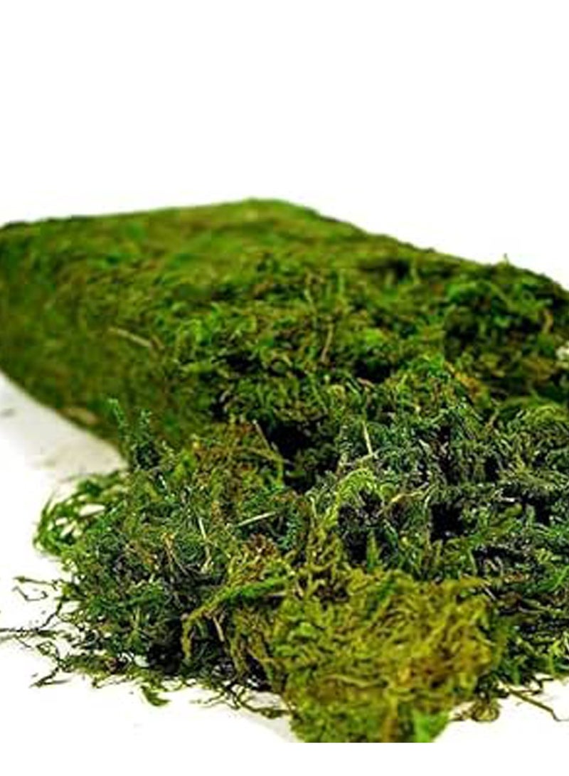 Generic 𝐅𝐅𝐃 Natural Green Dried Moss Grass (400g) – Preserved Moss for Pots, Terrariums, Indoor Plants, and Crafts – Eco-Friendly, Long-Lasting Decorative Ground Cover  - Image 1