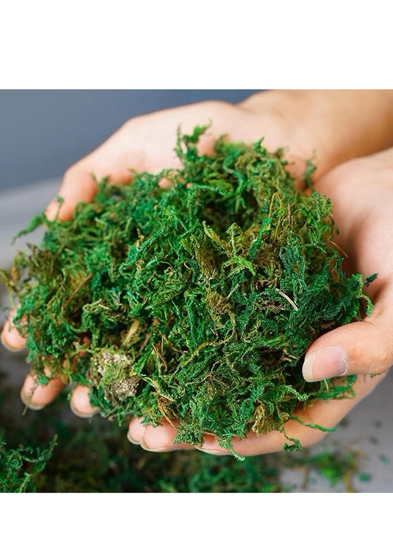 Generic 𝐅𝐅𝐃 Natural Green Dried Moss Grass (400g) – Preserved Moss for Pots, Terrariums, Indoor Plants, and Crafts – Eco-Friendly, Long-Lasting Decorative Ground Cover  - Image 2