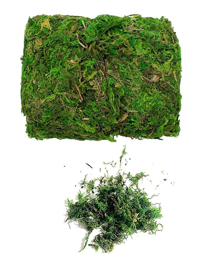 Generic 𝐅𝐅𝐃 Natural Green Dried Moss Grass (400g) – Preserved Moss for Pots, Terrariums, Indoor Plants, and Crafts – Eco-Friendly, Long-Lasting Decorative Ground Cover  - Image 5