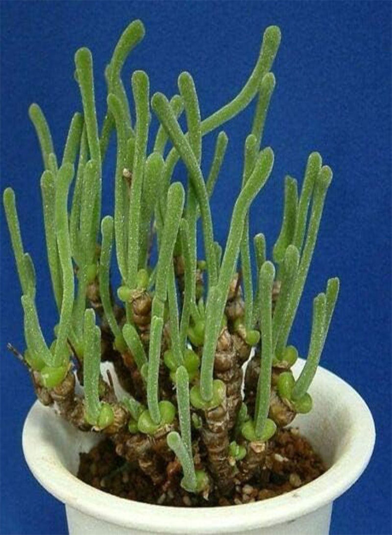 GGOOT Monilaria Pisiformis Exotic mesemb Rare Succulent String of Pears Seed 100 Seeds