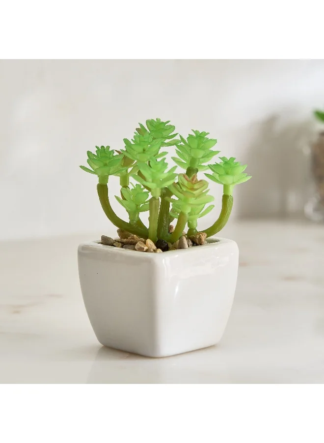 Home Box Tant Ceramic Potted Succulent - 7x7x8.5 cm