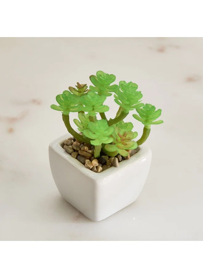 Home Box Tant Ceramic Potted Succulent - 7x7x8.5 cm