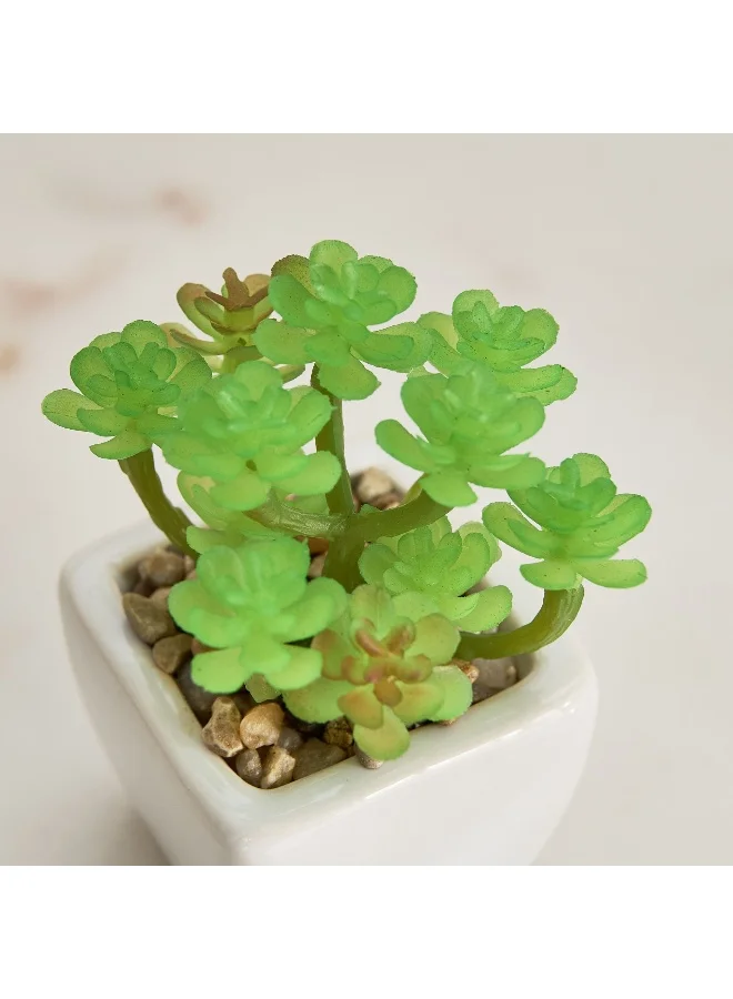 Home Box  Tant Ceramic Potted Succulent - 7x7x8.5 cm  | Best Price UAE