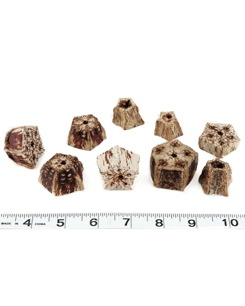 JOYNAGAR 30 Piece Mahogany Pods Slice | Wooden Parrot Toys for Beak Health and Avian Enrichment - Image 3