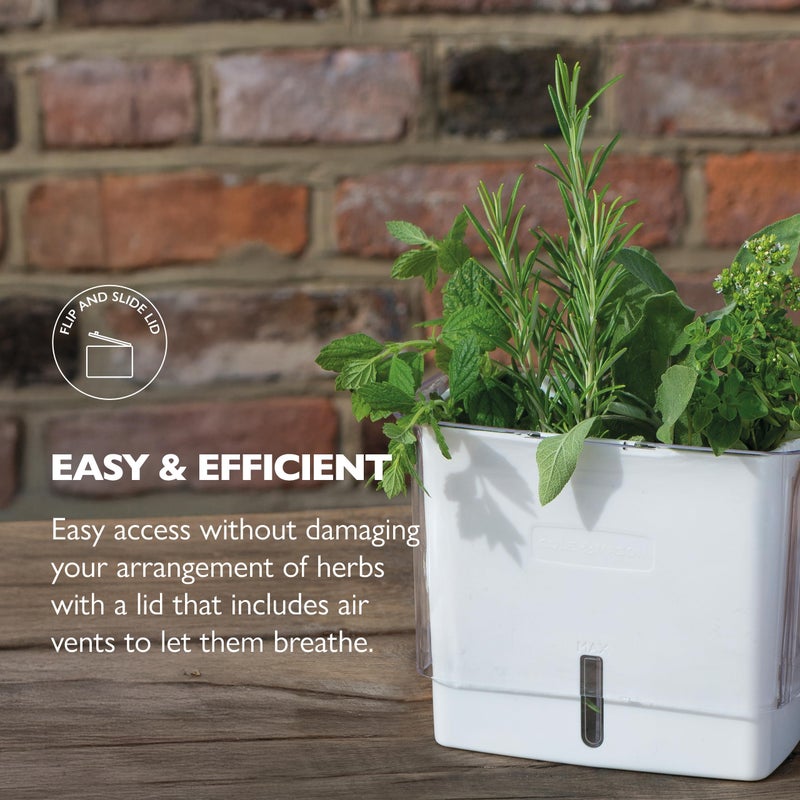 Cole & Mason Fresh Herb Keeper - Acrylic Storage Container for Refrigerator - Storage for Herbs & Vegetables for Fridge - Fresh Herb Keeper - Image 3