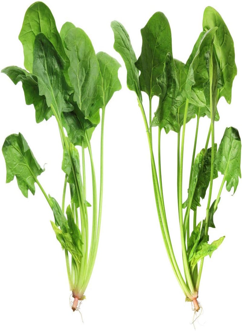 GGOOT 300Stück Spinatsamen Salatblätter Samen Guter Geschmack Hausgarten Gemüsesamen Kultivieren Sie das Interesse am Pflanzen Genießen Sie die ländliche Landschaft - Image 1