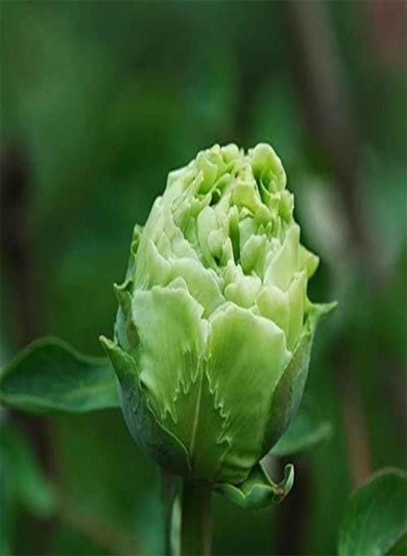 GGOOT 2 Peony Flower seeds - Blue Peony Rhizome/Root Flower,Tree Peony,Paeonia Suffruticosa, Shrub Seeds for Garden Home Balcony Fences Yard Decoration Flowers Plants (Blue) - Image 2