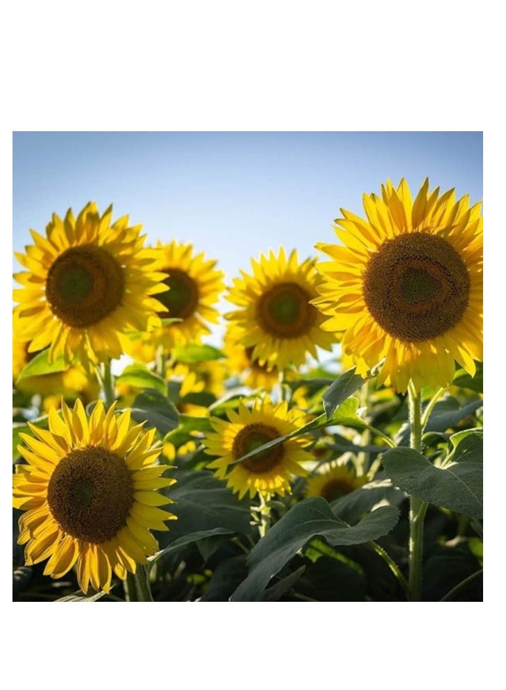 vsell24 3Pack Sunflower Seeds For Plannting Sun Flowers in Your Garden NON GMO Seeds With 98% Cleaness, 95% Purity, 85% Germination Rate 10g - Image 4